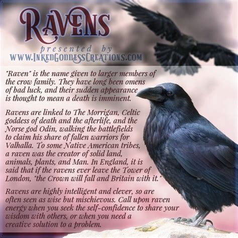 ~ Ravens ~ In Greek Mythology Ravens Were Originally White Apollo