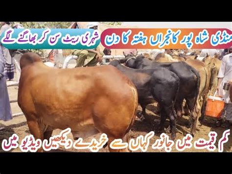 Lahore Shahpur Kanjran Mandi Update Cow Mandi Lahore Qurbani Bulls