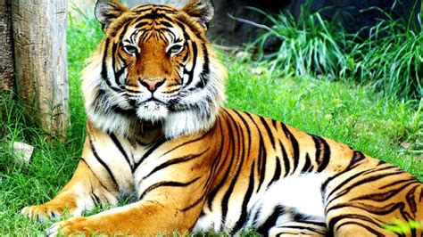 Why Are Malayan Tigers Endangered Danger Choices
