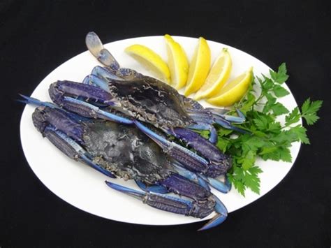 10 Facts About Blue Crabs Fact File