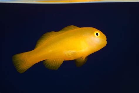 Yellow Clown Goby For Sale Gobiodon Okinawae Top Care Facts