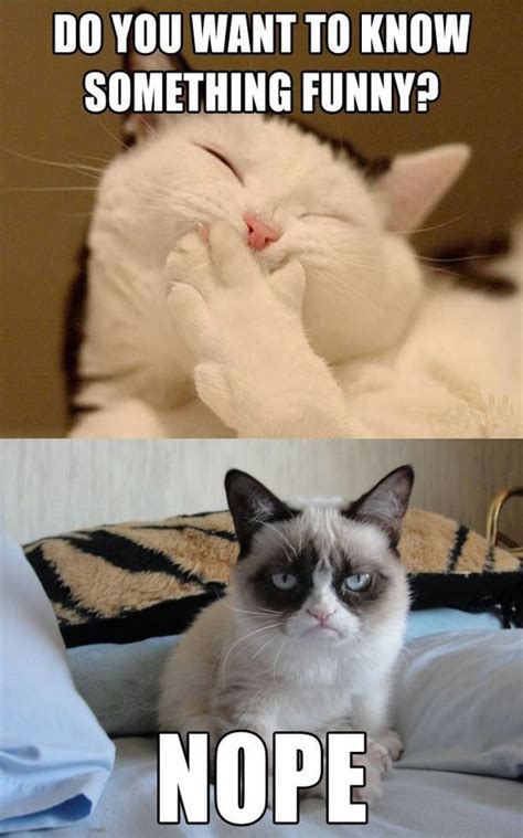 Survival Tips On Twitter Funny Grumpy Cat Memes Grumpy Cat Humor Cat Jokes
