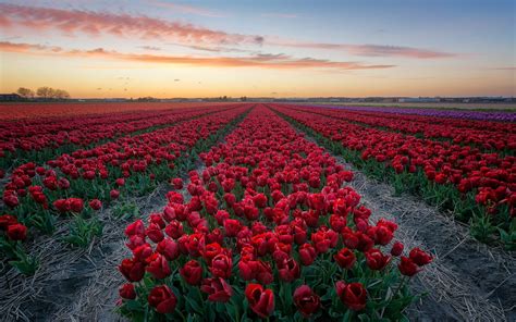 Wallpaper Red Tulips Flowers Field Dusk 1920x1200 Hd Picture Image