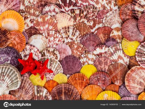 Seashell Background Lots Of Different Seashells Piled Together Stock