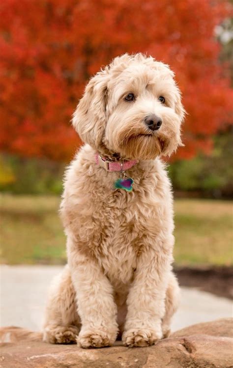 Australian Labradoodle Puppies Illinois Arch View Labradoodles — Arch View Labradoodles