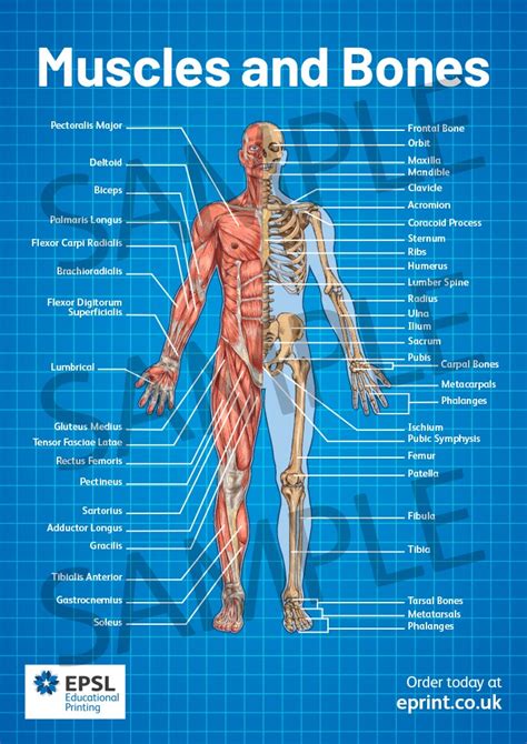 A detailed diagram showing bones, muscles, tendons and ligaments. Muscles And Bones A2 Poster - EPSL Educational Printing