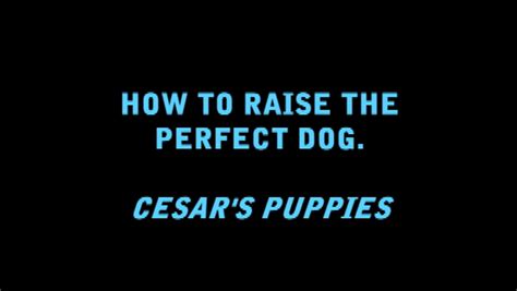 How To Raise The Perfect Dog Uk Cesar Millan Melissa Jo