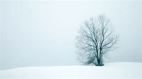 Lonely Snow Tree Envy