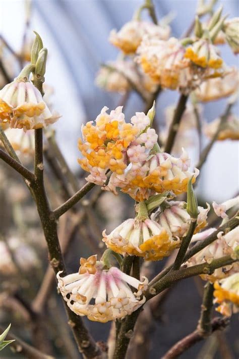 18 Winter Flowering Shrubs That Look Good In Winter Garden Balcony