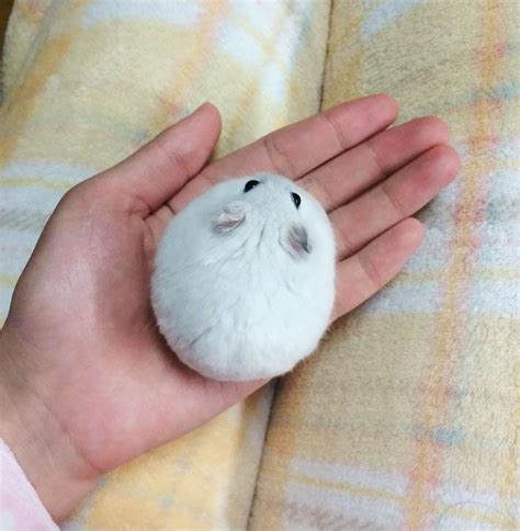 Perfect Snowball Ifttt2ofmavz Cute Hamsters Cute Funny