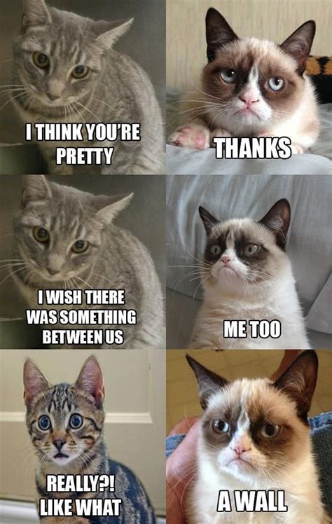 Pin By Alisha Wrighten On Lolz Funny Grumpy Cat Memes Grumpy Cat