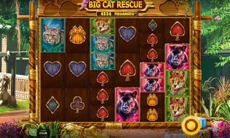 Big Cat Rescue Megaways Slot Play With 9571 Rtp And Win Up To £10000