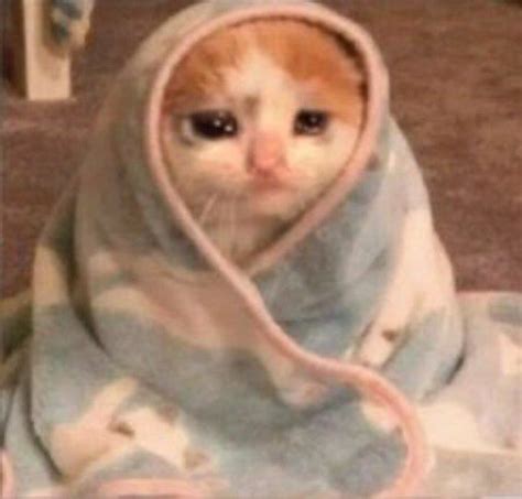 sad blanket cat memes imgflip