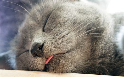 Why Do Cats Stick Their Tongue Out A Complete Guide