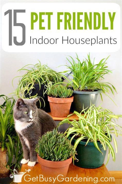 Keep your kitty safe by choosing plants that aren't poisonous to her. Charming Hanging Plants ideas to Brighten Your Patio ...