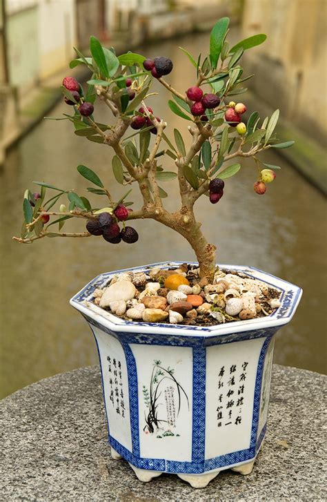 Pomegranate Tree Bonsai