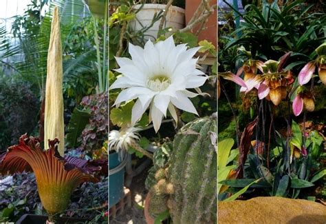 20 Rarest Flowers In The World And Where To Find Them