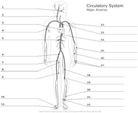 Make flashcards/notecards for your textbooks with this free edtech tool. Major Arteries of the Body Unlabeled | Anatomy | Pinterest ...