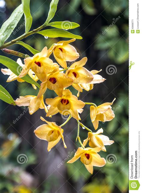 Con questo girasole giallo a manico lungo, puoi creare un bouquet indistruttibile per la tua decorazione estiva in un batter d'occhio. Gambo Dei Fiori Gialli Dell'orchidea Del Dendrobium ...