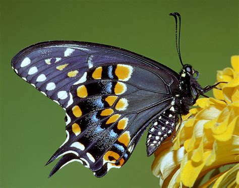 Eastern Black Swallowtail Butterfly Photograph By Millard H Sharp