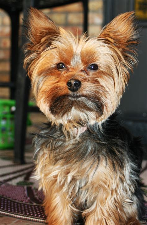 Miniature Yorkshire Terrier No Indian Summer For Chicago Yorkies