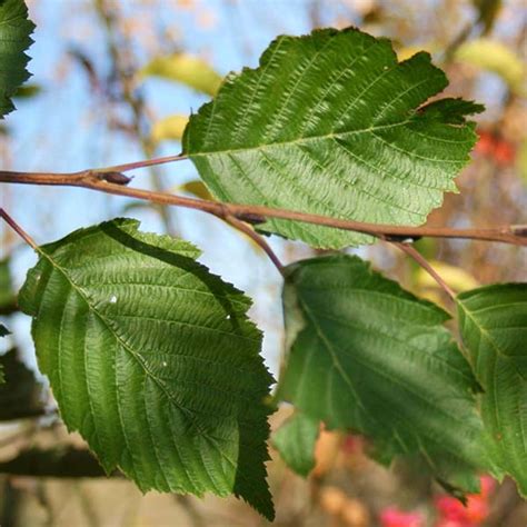 Alnus Incana Grey Alder Tree Mail Order Trees