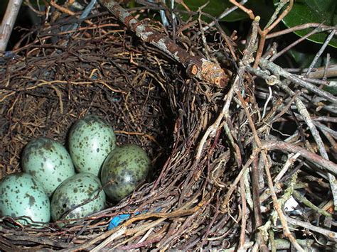 Blue Jay Eggs Lucy Loomis Flickr