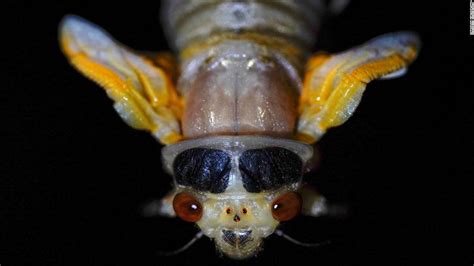 These Cicadas Have Waited 17 Years For Their Close Up