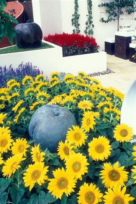 Stunning 29 Stunning Sunflower Garden Ideas 29