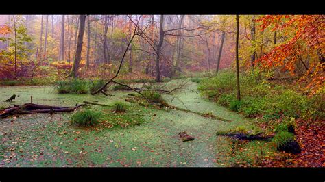 Autumn Forest Marsh Landscape Wallpapers Hd Desktop And Mobile