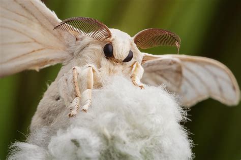 Bombyx Mori Focus Stack Of 4 Images Poodle Moth Cute Moth Moth