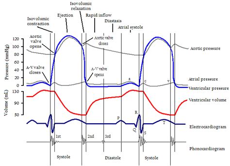 Auscultación Cardíaca 3 Ecg Y Ciclo Cardíaco Dr Alberto Sanagustín