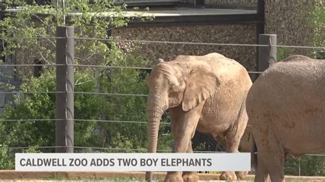 Caldwell Zoo Welcomes Two Elephants Cbs19tv