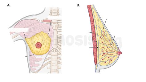 Anatomy Of The Breast Osmosis