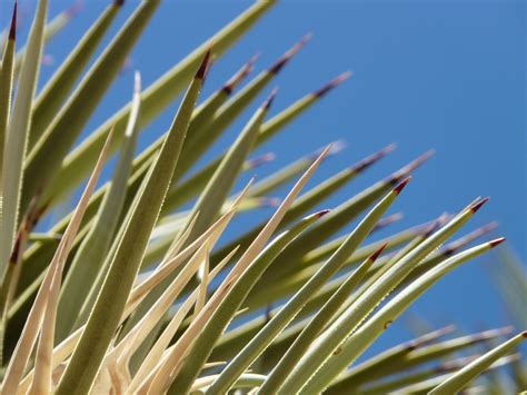 Free Images Tree Nature Branch Cactus Sunlight Leaf Flower