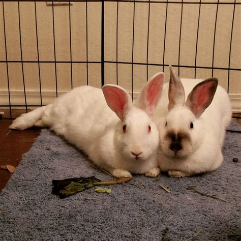 Bonding Rabbits New Mexico House Rabbit Society