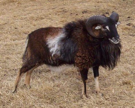 Soay Sheep Barnyard Animals Wool Animals Scottish Animals