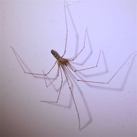 Springfield Plateau Long Bodied Cellar Spider