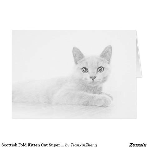 Scottish Fold Kitten Cat Super Cute Zazzle Scottish Fold Kittens