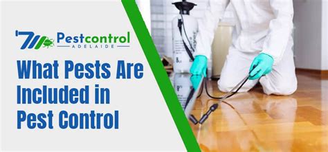 What Pests Are Included In Pest Control 711 Pest Control Adelaide