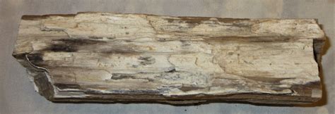 Oregon Petrified Driftwood Treasurenet 🧭 The Original Treasure