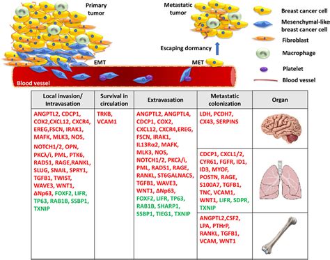 Frontiers Molecular Mechanisms And Emerging Therapeutic Targets Of