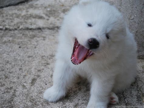 Samoyed Dog Dogs Canine Baby Puppy Wallpapers Desktop Background