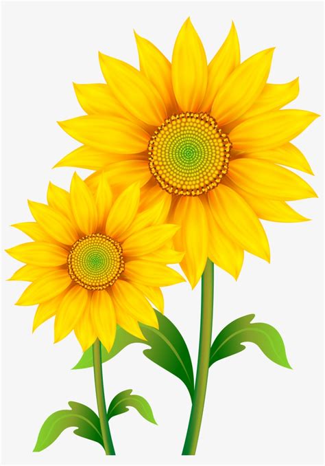 Khám phá 77 hình ảnh transparent background sunflower png