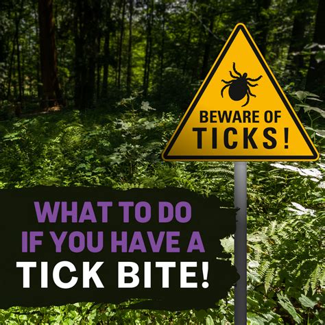 How To Protect Yourself From Ticks And Lyme Disease Organic Excellence