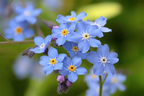 The Beautiful Blue Flowers