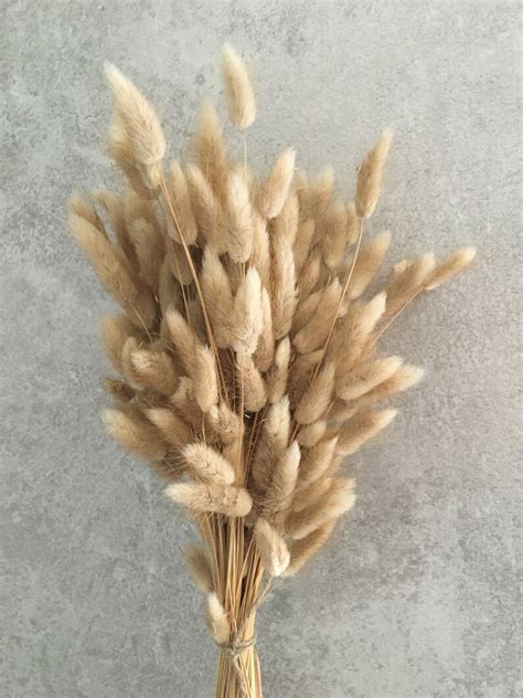 Dried Natural Bunny Tails 50100 Stems Large Bunch Lagurus Etsy