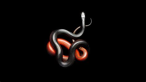 Hd Wallpaper Reptiles Snake Mamba Animals Black Scales One