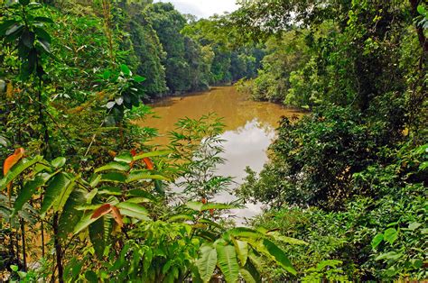 A Tributary Of The Amazon The Napo River Asmallworld