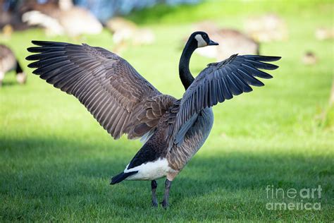 Canada Goose With Wings Ready Photograph By Michael Tatman Fine Art